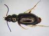 Bembidion lampros